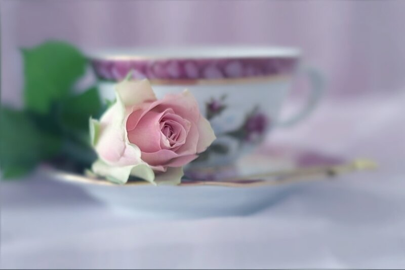 Pink Rose on Saucer — Serene