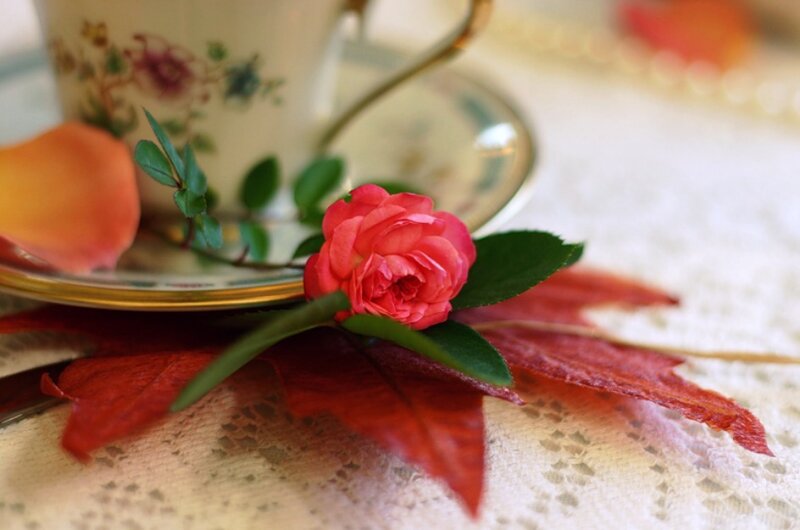 Pink Rose on Saucer