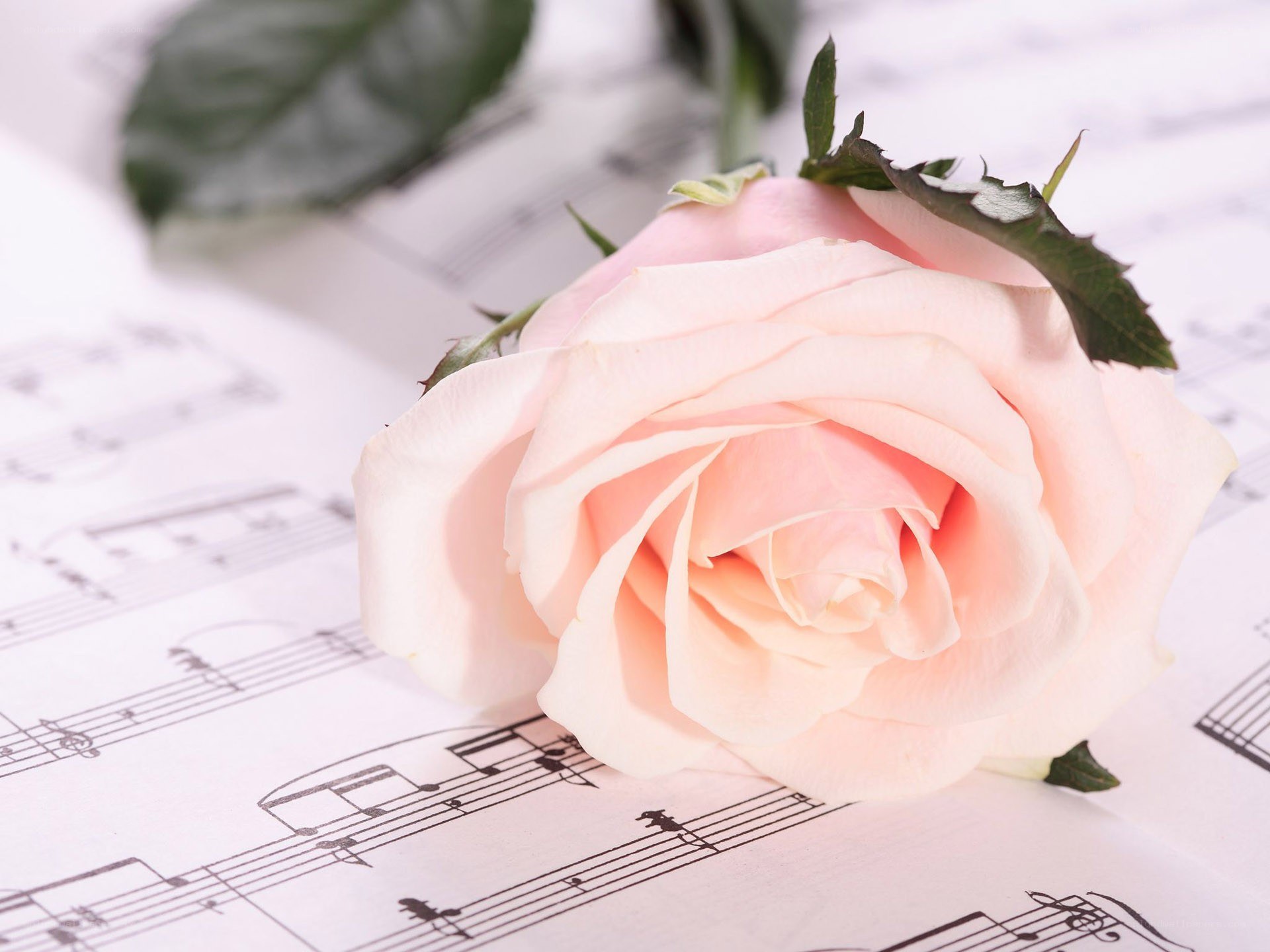 pink rose on sheet music
