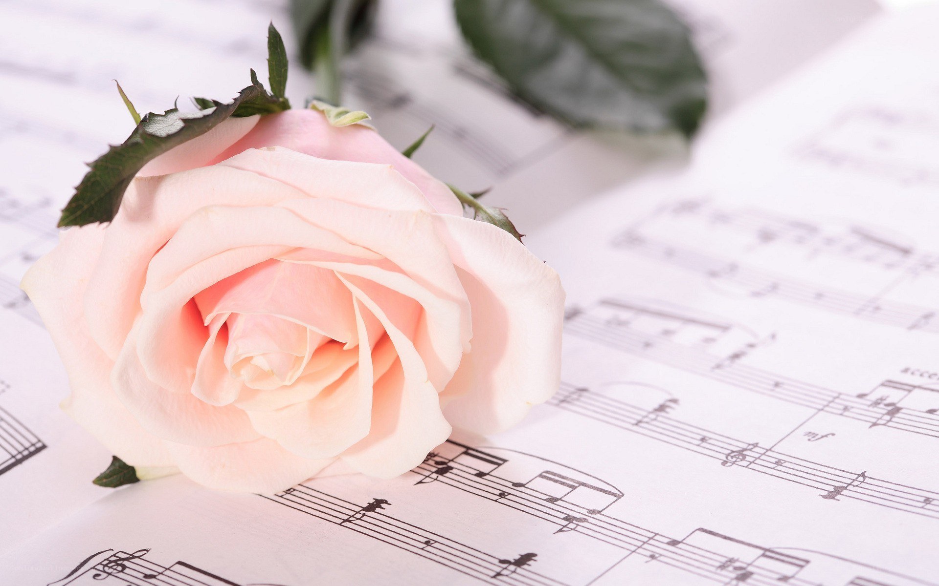 Pink rose on sheet music