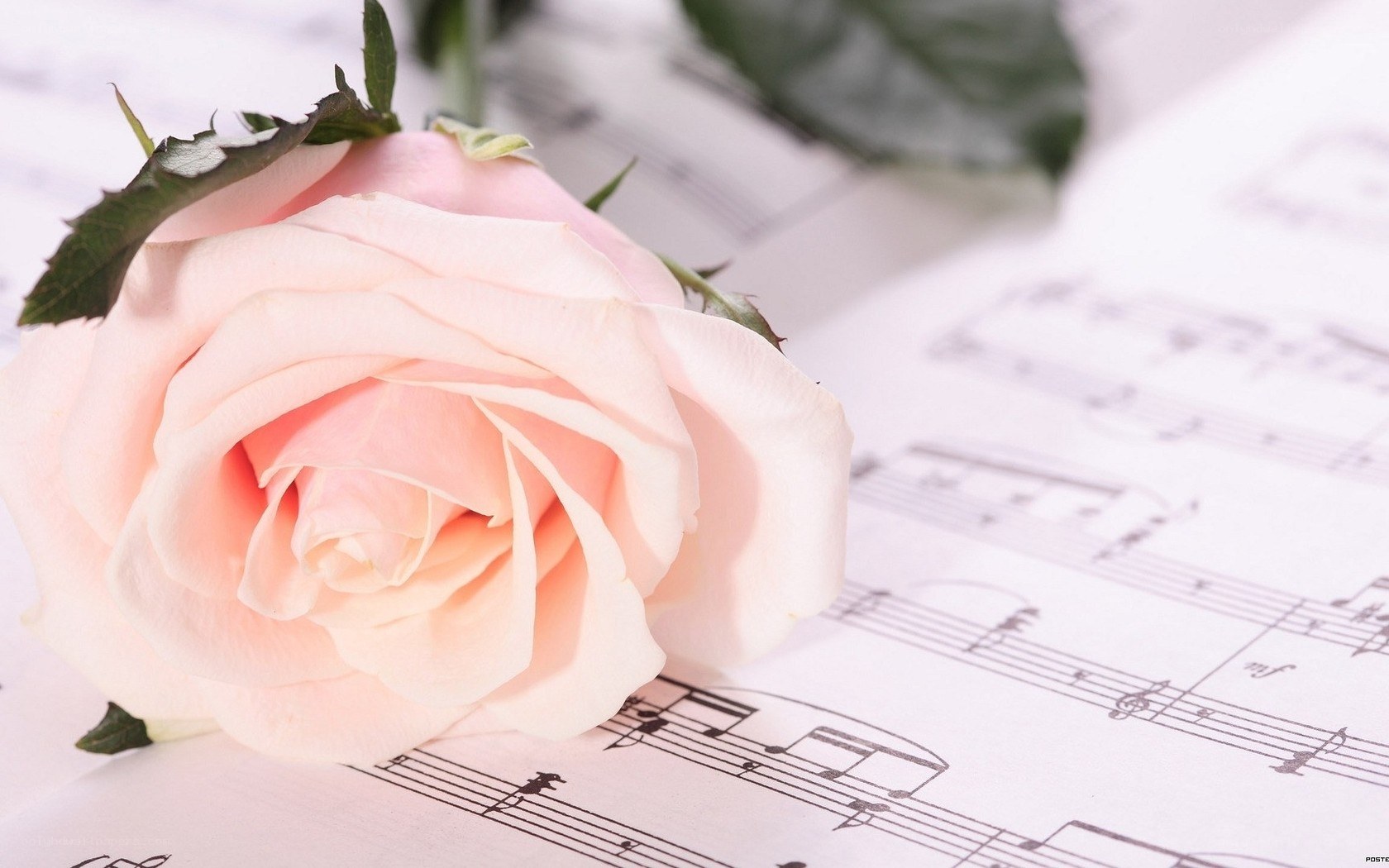 pink rose on sheet music