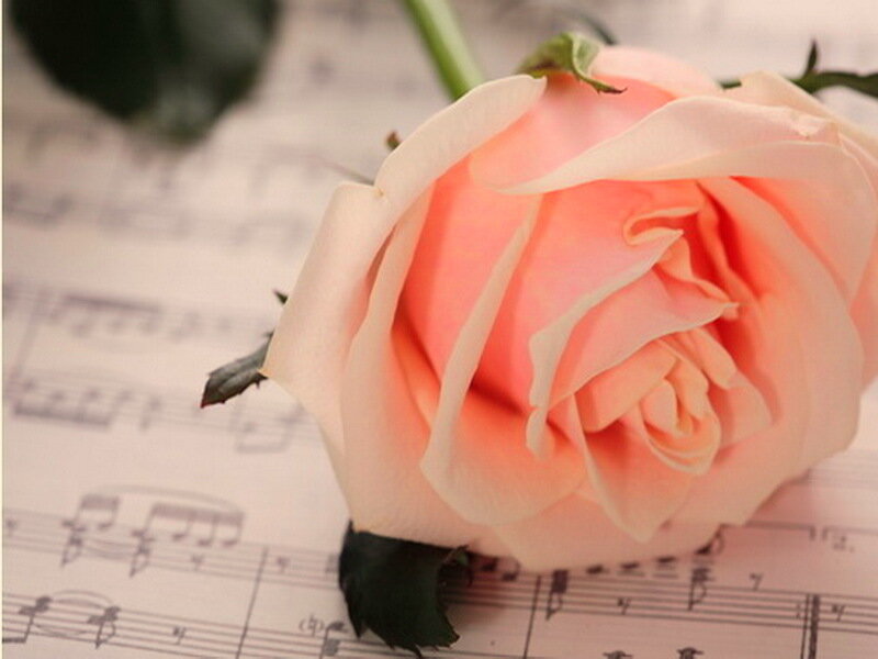 Pink Rose on Sheet Music — Calm, Photograph