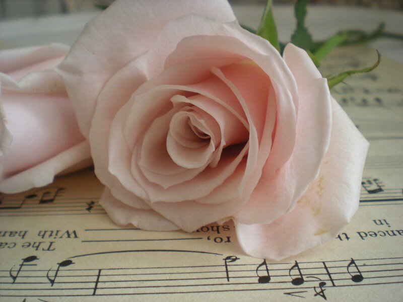 Pink Rose on Sheet Music — Calm