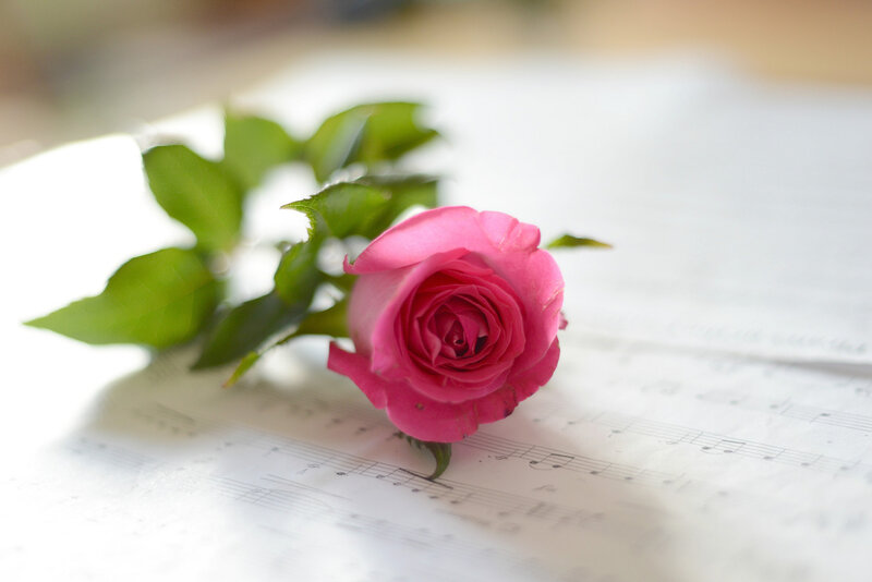 Pink Rose on Sheet Music — Serene, Photograph, Leaves