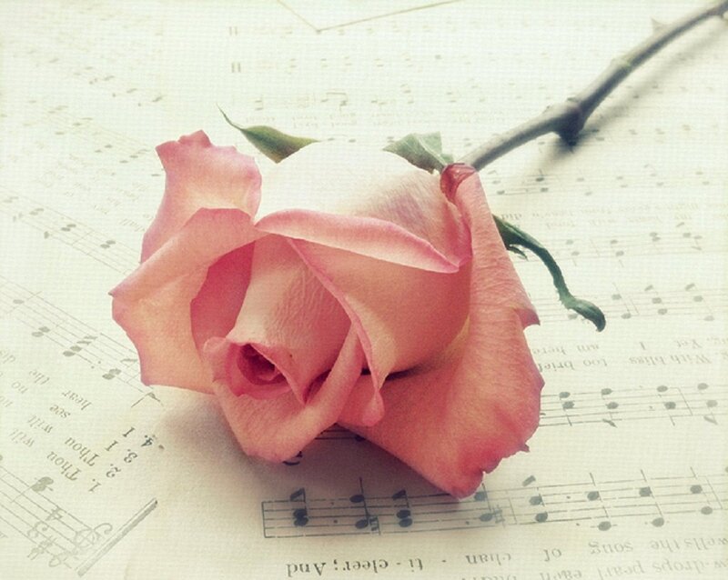 Pink Rose on Sheet Music — Serene, Photograph, Sheet Music, Stem