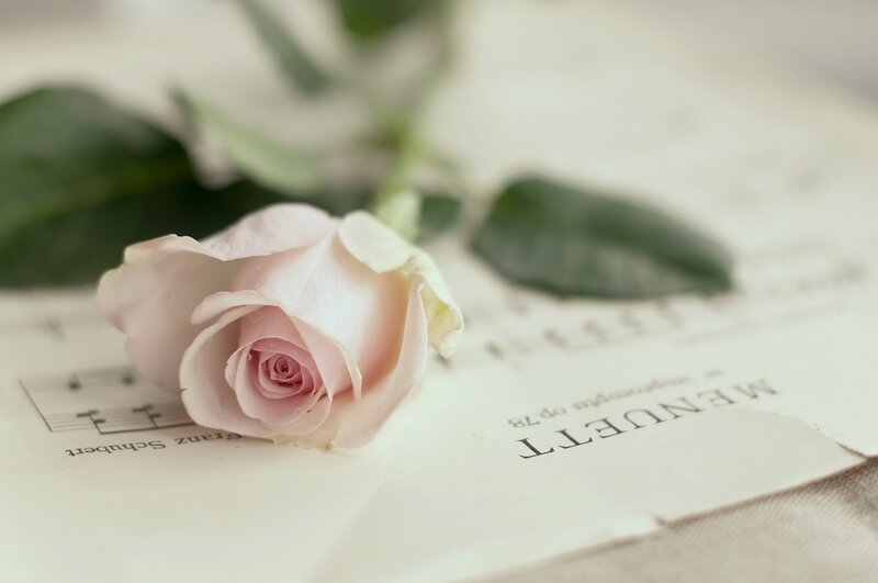 Pink Rose on Sheet Music — Serene, Photograph