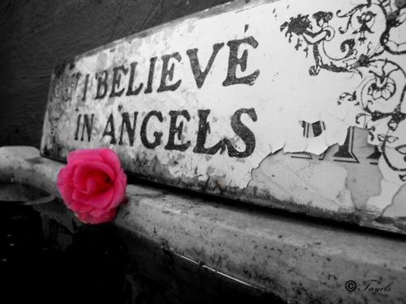 Pink Rose on Sign