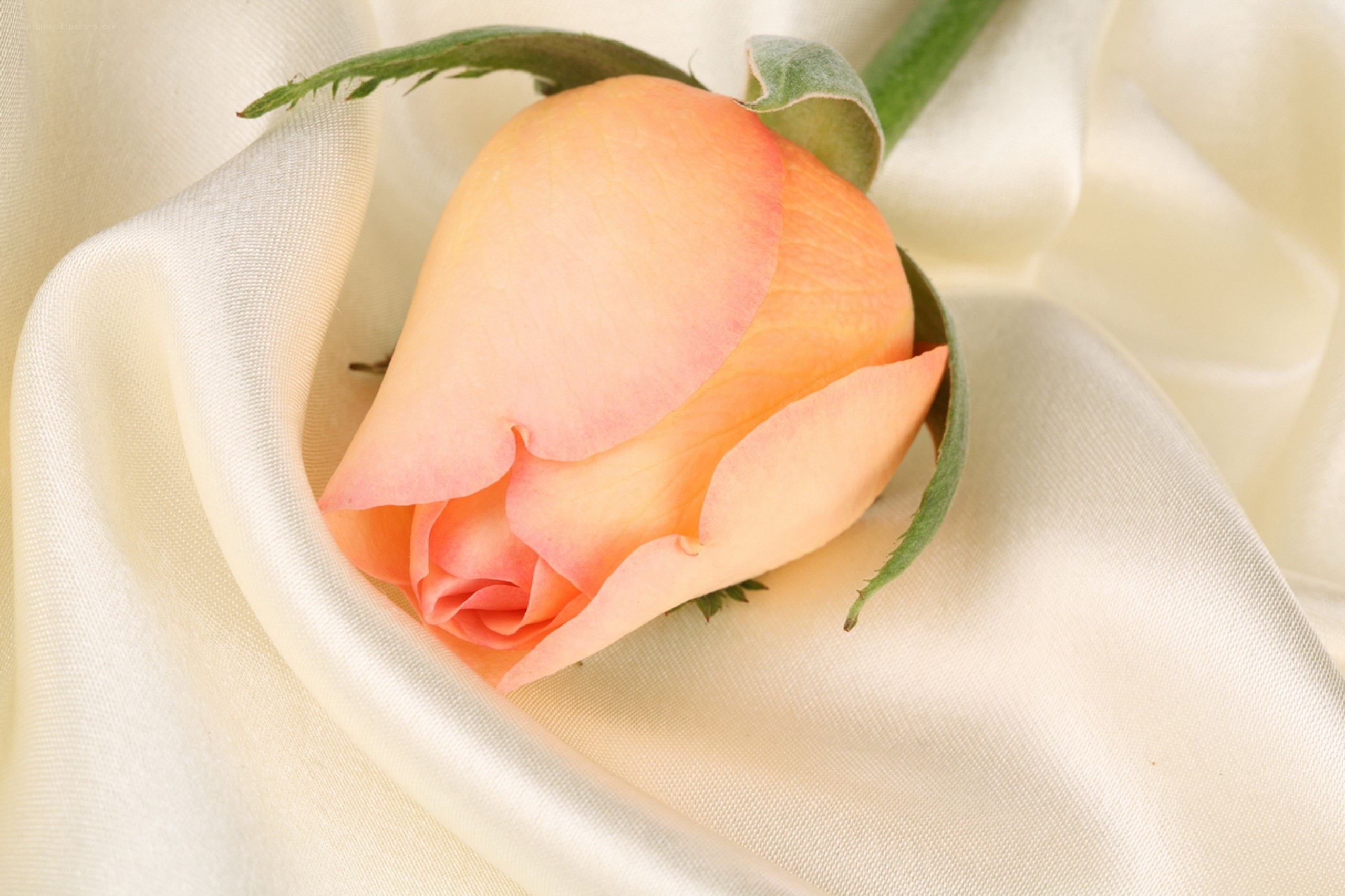 Pink rose on silk fabric