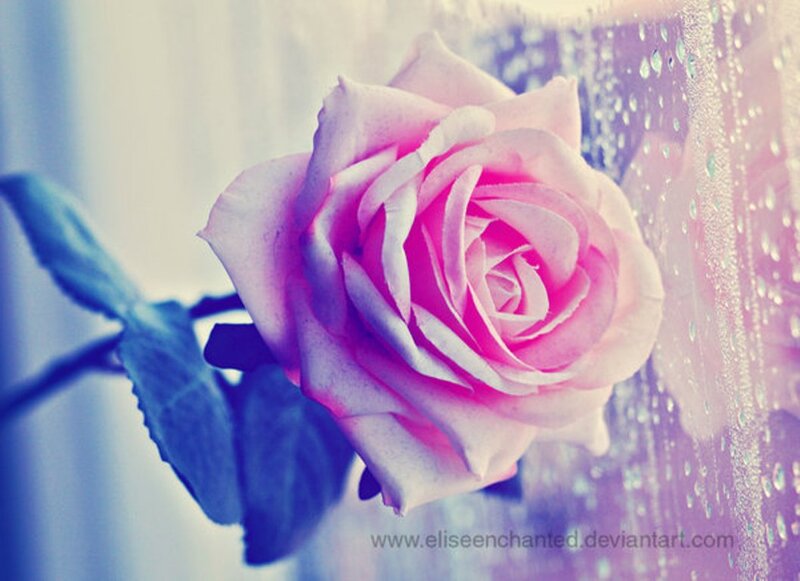Pink Rose on Stem