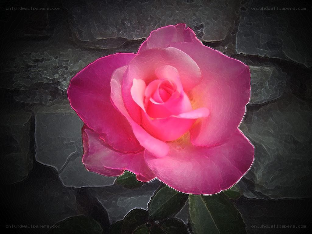 Pink rose on stone background