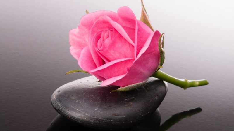 Pink Rose on Stone — Serene, Photograph, Stem