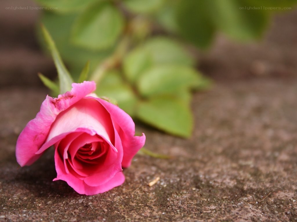 Pink rose on stone surface