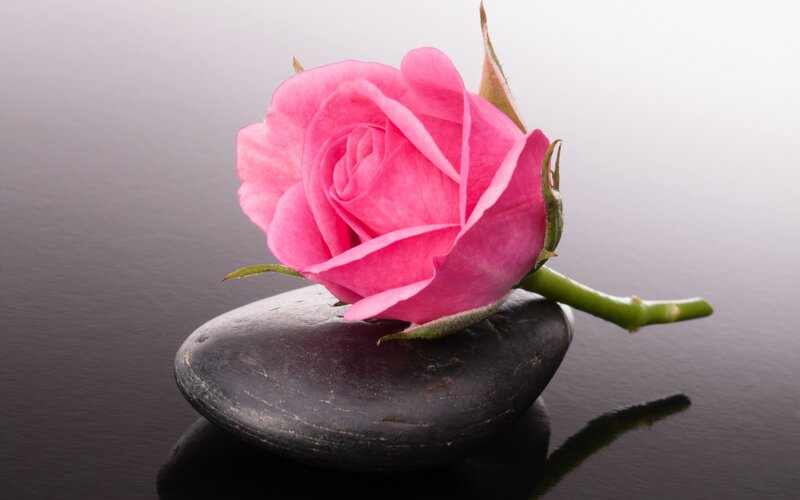 Pink Rose on Stone