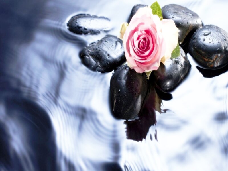 Pink Rose on Stones — Black