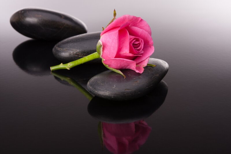 Pink Rose on Stones — Serene