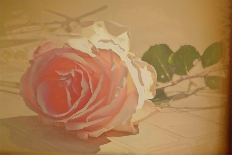 Pink Rose on Surface — Calm, Photograph, Green Leaves