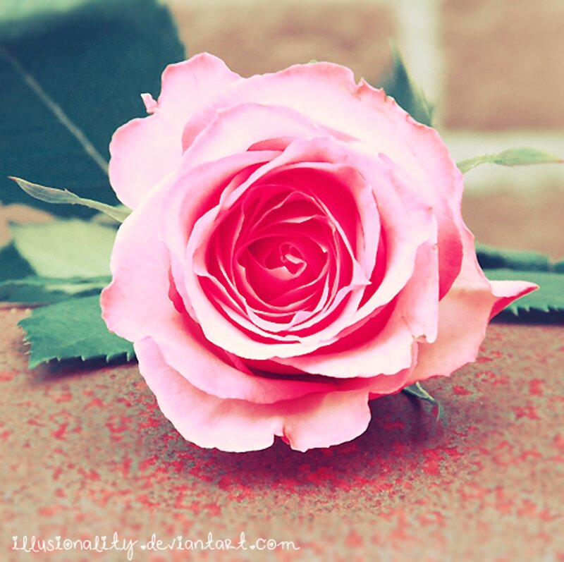 Pink Rose on Surface — Calm, Photograph, Leaf