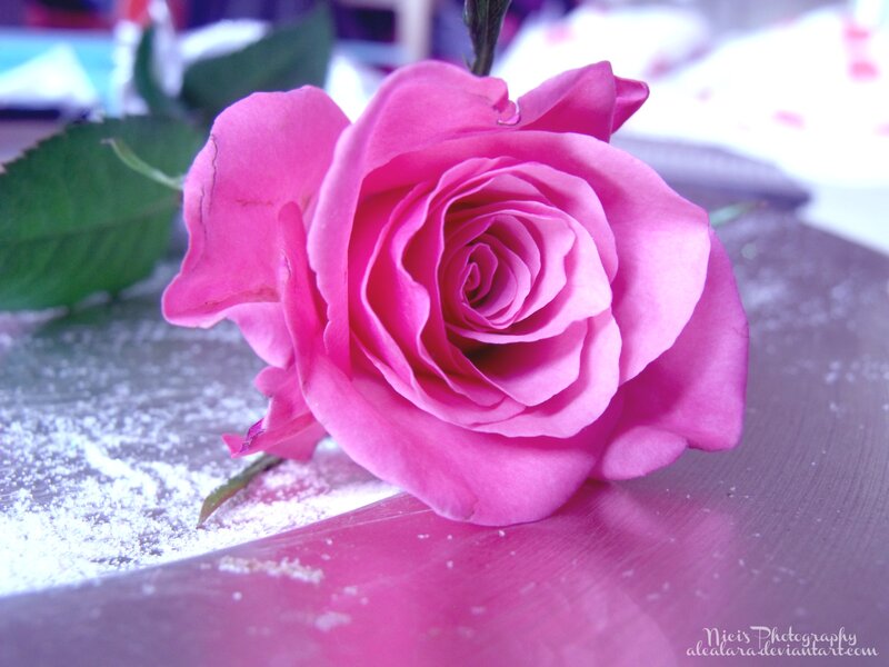 Pink Rose on Surface — Calm, Photograph