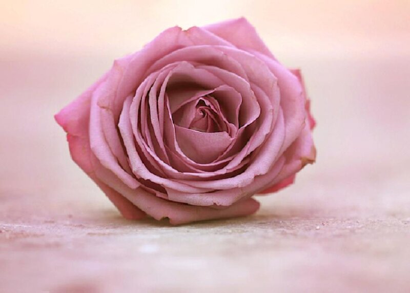 Pink Rose on Surface — Calm