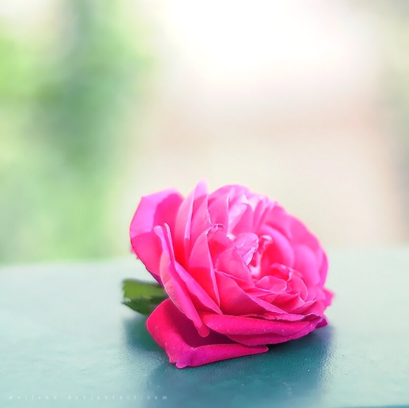 Pink Rose on Surface — Serene, Afternoon, Photograph