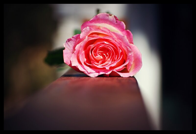 Pink Rose on Surface — Serene, Afternoon