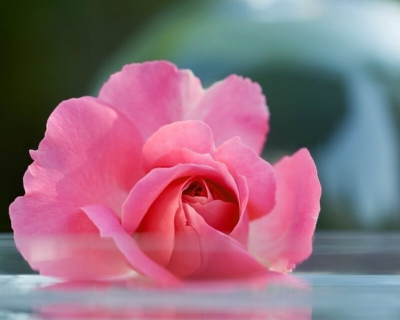 Pink Rose on Surface — Serene, Photograph