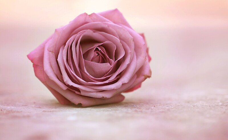Pink Rose on Surface — Serene