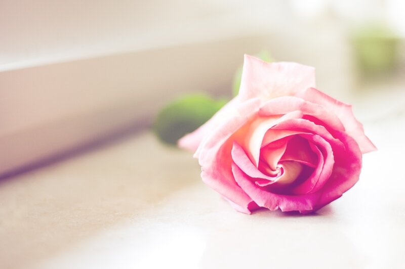 Pink Rose on Surface