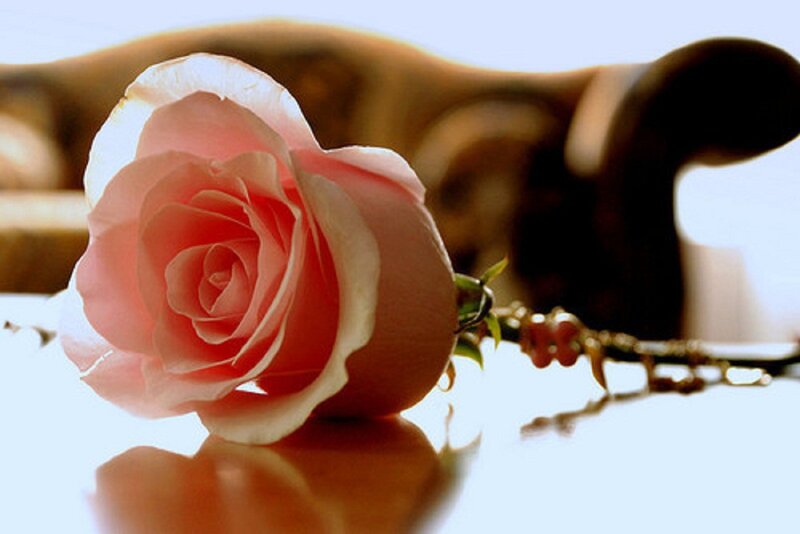 Pink Rose on Table — Serene