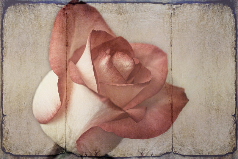 Pink Rose on Textured Background — Serene