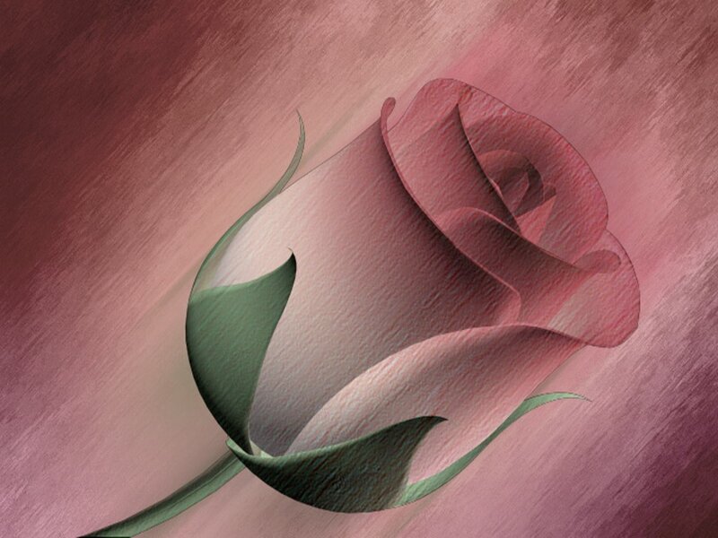 pink rose on textured background