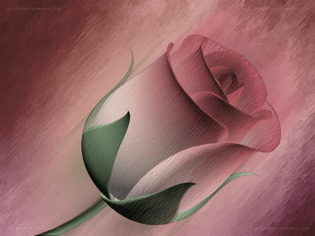 pink rose on textured background