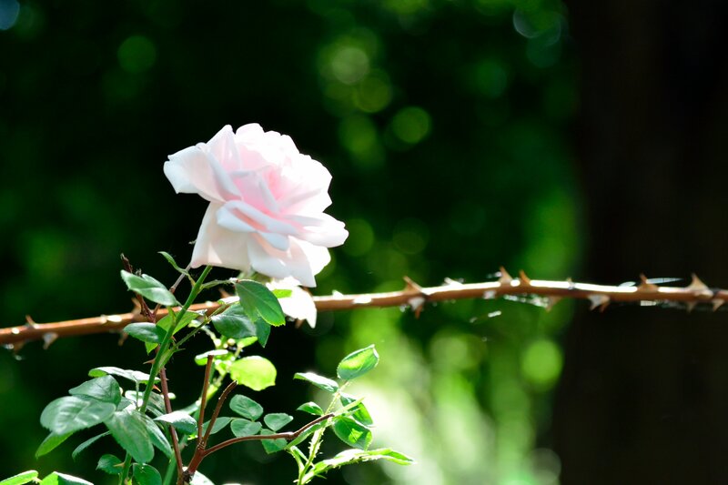 Pink Rose on Thorny Stem