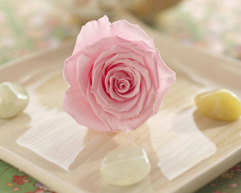 Pink Rose on Tray — Serene
