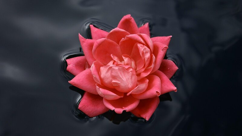 Pink Rose on Water — Serene