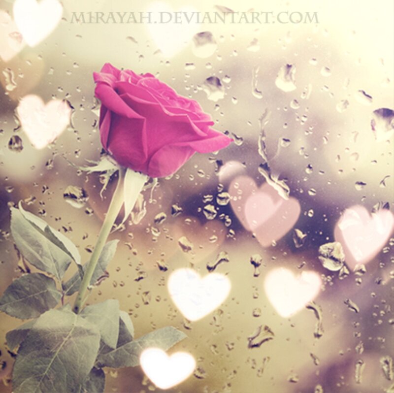 Pink Rose on Wet Glass