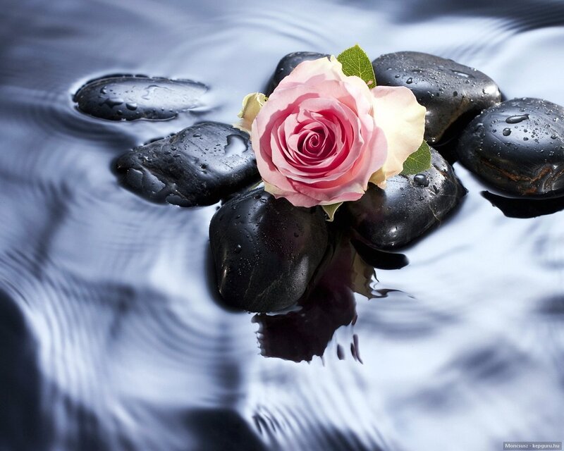Pink Rose on Wet Stones — Black, Serene, Photograph