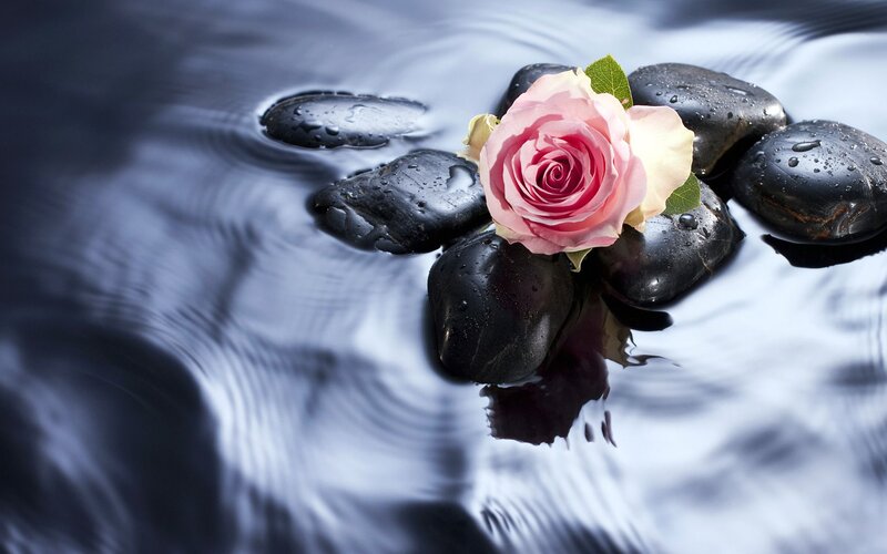 Pink Rose on Wet Stones — Black, Serene