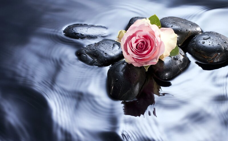 Pink Rose on Wet Stones — Black