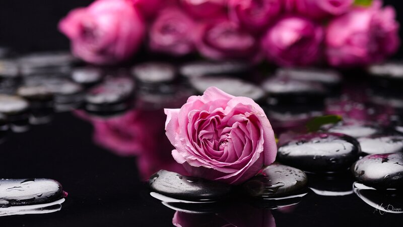 Pink Rose on Wet Stones — Serene