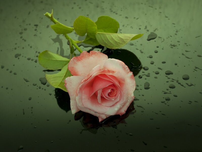 Pink Rose on Wet Surface