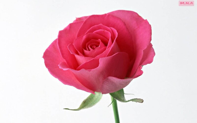 pink rose on white background
