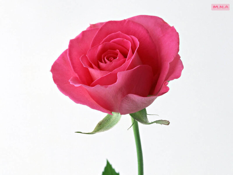 Pink rose on white background