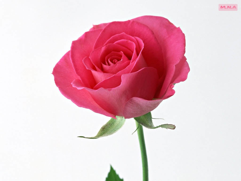Pink rose on white background