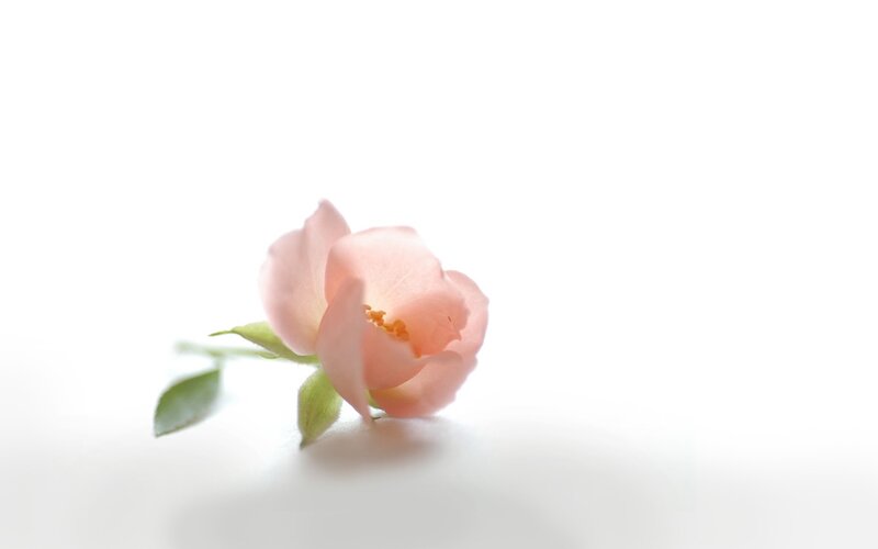 Pink rose on white background