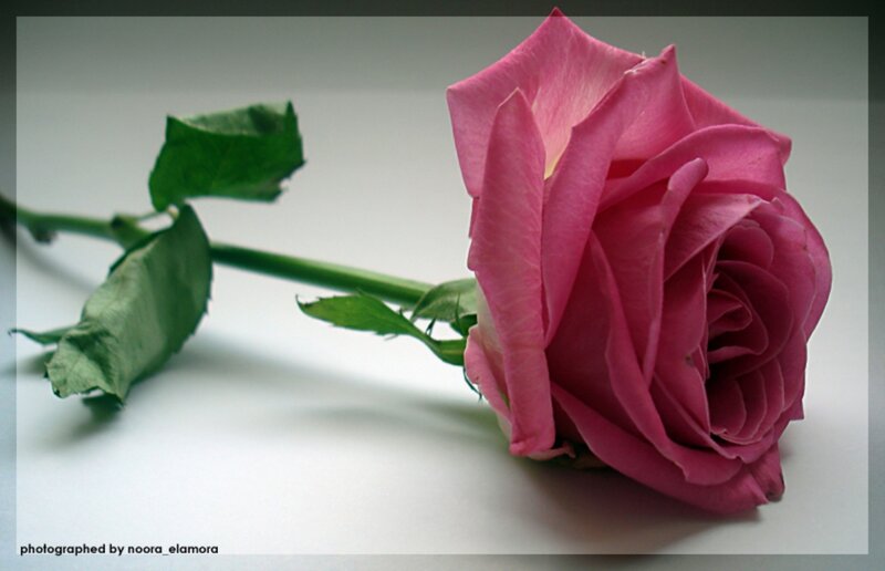 Pink Rose on White — Calm