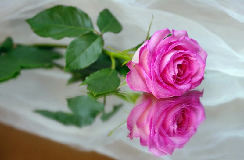Pink Rose on White Fabric — Calm