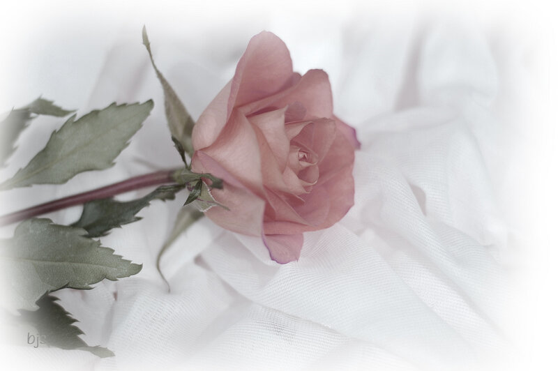 Pink Rose on White Fabric