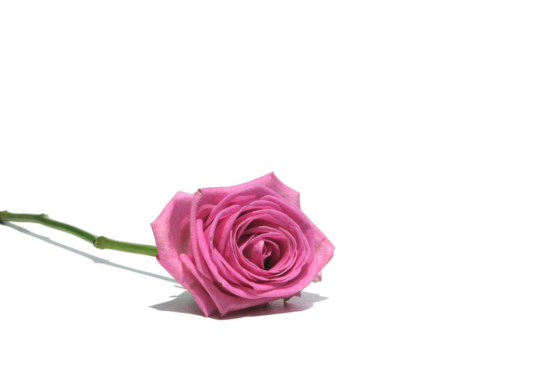 Pink Rose on White — Minimalist