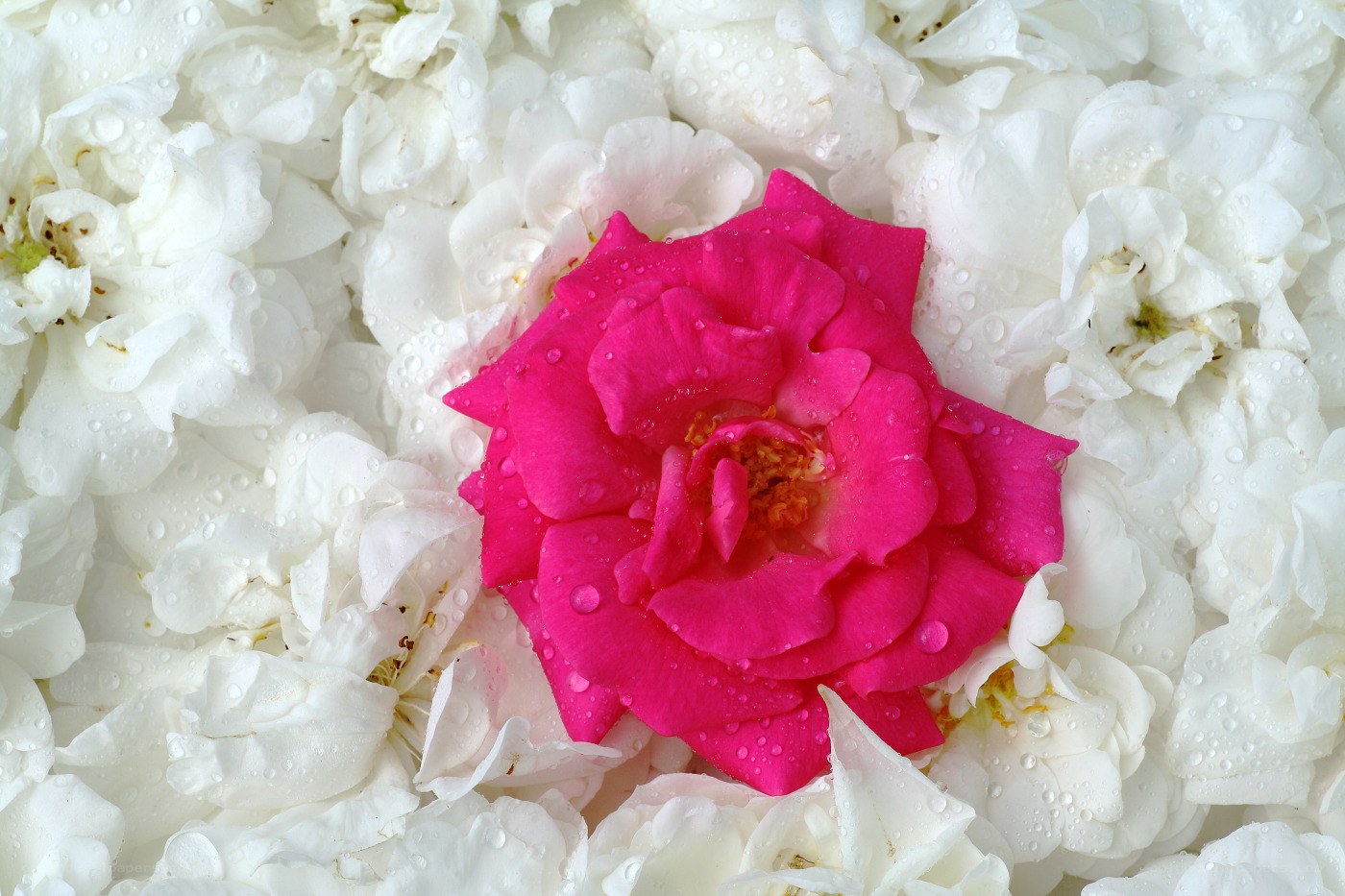 pink rose on white petals